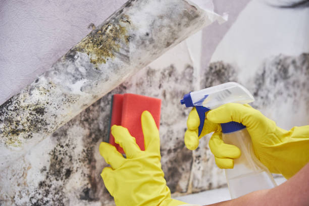 Mold Remediation for Rental Properties in Cheshire Village, CT